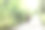 一只年轻的库尔茨-哈尔猎犬在公园的森林小径上奔跑。暑假图片下载