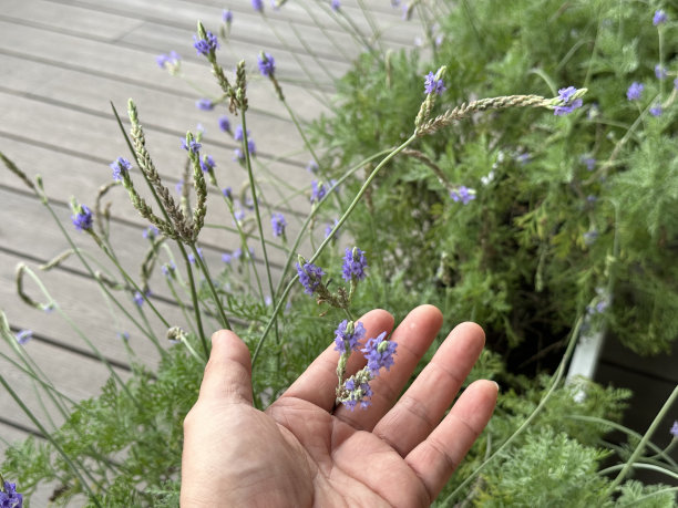 薰衣草花图片下载