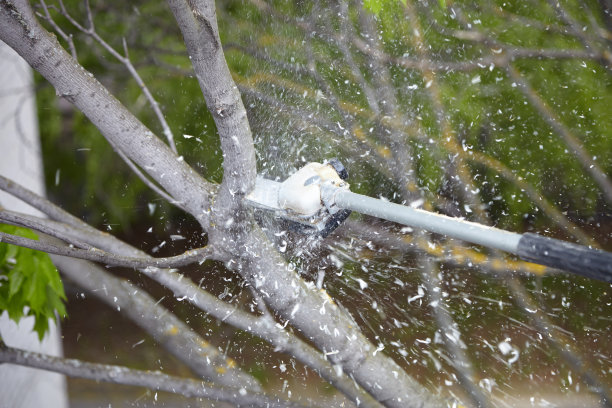 一个人移走一棵树图片下载