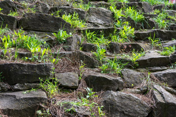 台阶上的旧石头长出了草图片下载