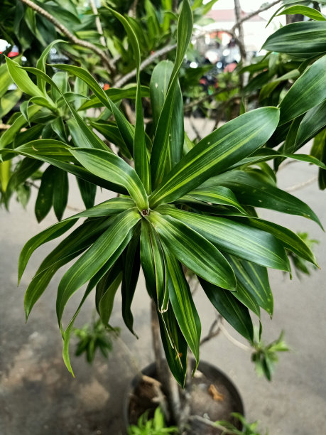 香龙血树特写图片下载