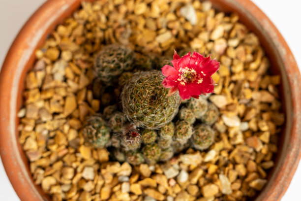初夏美丽的仙人掌花。有选择性的重点图片下载