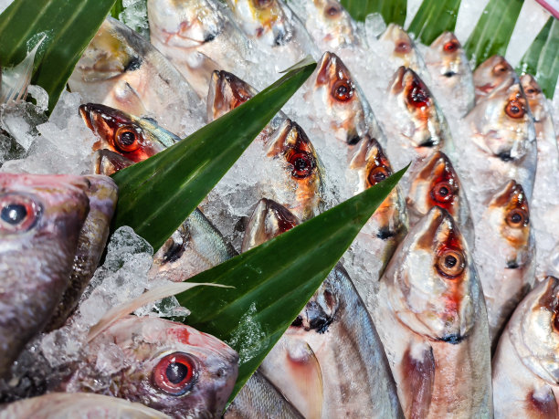 新鲜的鱼图片下载