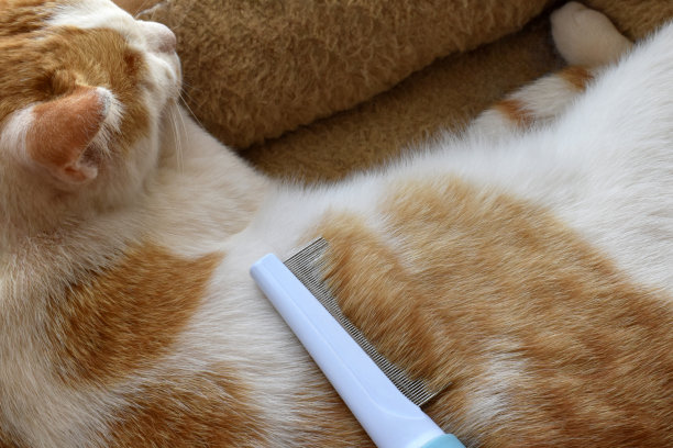 在家里刷姜白猫。图片下载