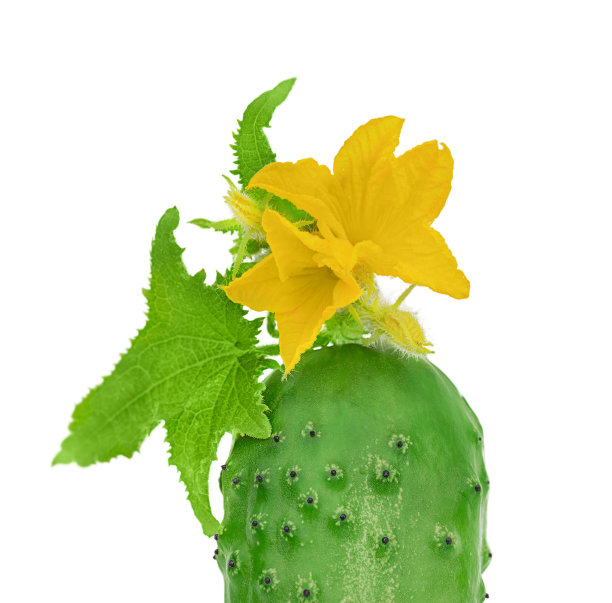 有叶子和花的黄瓜在白色的背景上被突出显示图片下载