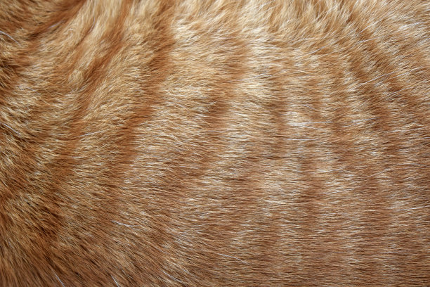 猫毛纹理背景。图片下载
