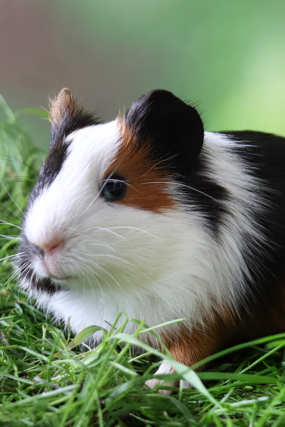 母猪，美国三色豚鼠，幼鼠，黑色，姜黄色和白色的豚鼠坐在修剪的草地上，看着相机，模糊的绿色背景，聚焦于前景图片下载