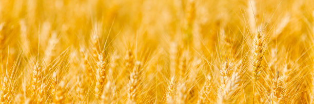 麦田里的小麦。可持续发展。收成。成熟的黑麦。生食。农业图片下载