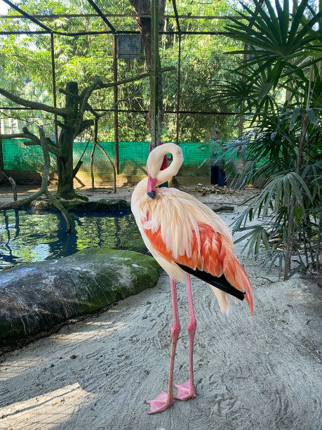 火烈鸟图片下载