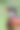 英国肯特郡一只雄性木鸭的特写肖像图片下载
