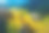高山油菜花梯田图片下载