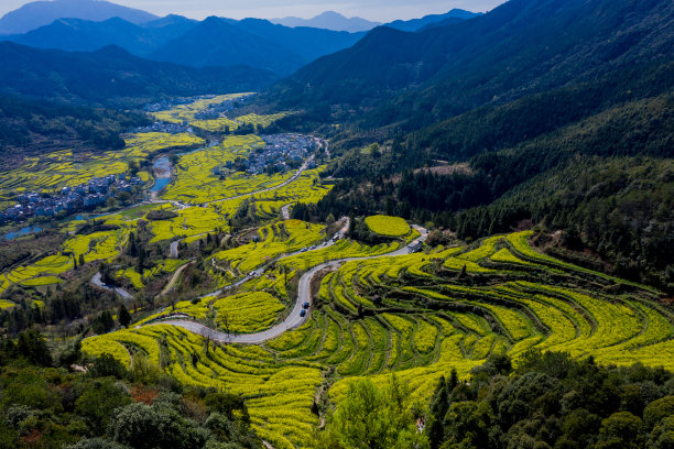 高山油菜花梯田图片下载