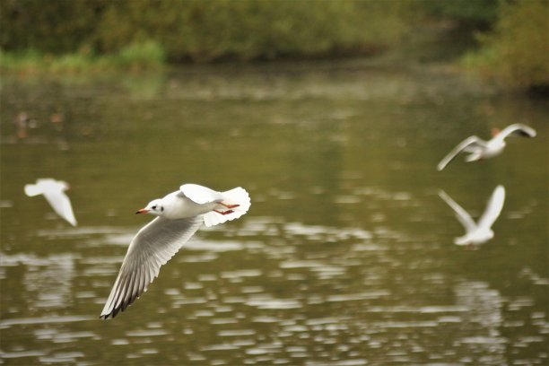 海鸥飞过水面图片下载