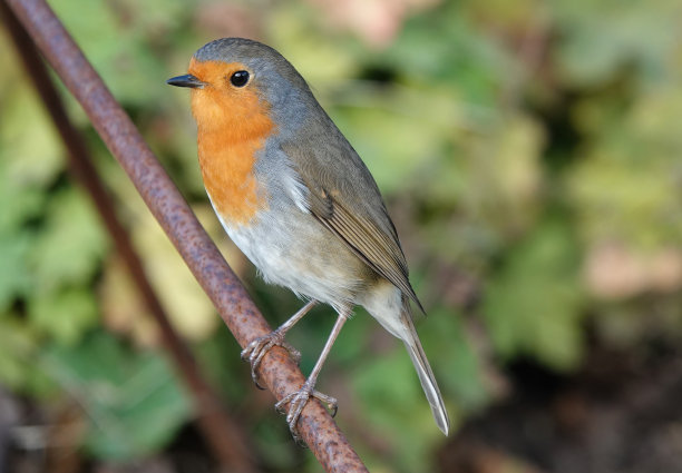 这是一只栖息在花园里的欧洲知更鸟的选择性对焦照片。图片下载