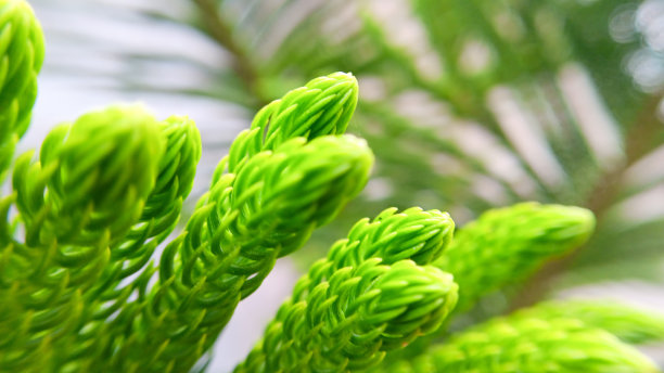 冷杉树图片下载