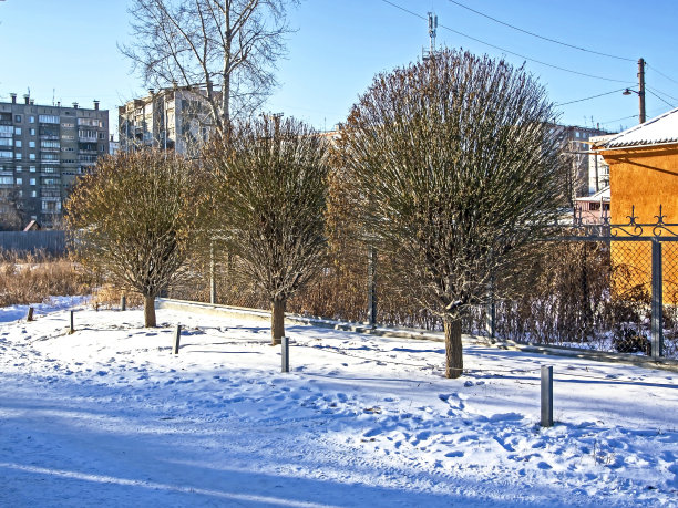 冬天的风景与球形修剪树木没有叶子图片下载
