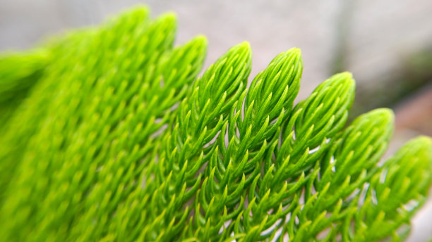 冷杉树图片下载