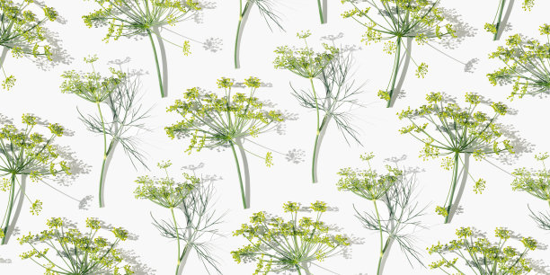 开花的新鲜莳萝，天然伞花的草本莳萝孤立在白色。带有天然香料茴香。自然最小的静物壁纸横幅与茴香花序图片下载