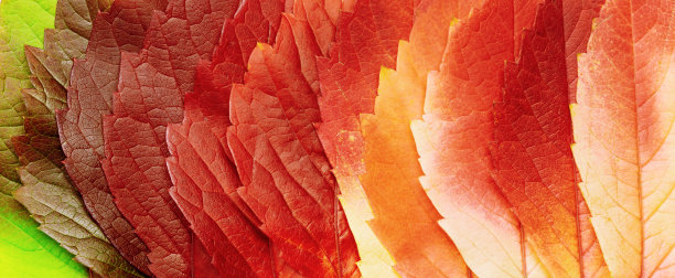微缩照片以秋天的红绿黄叶为自然纹理的旗帜。渐变色彩的秋季美学背景与树叶纹理紧密结合，呈现秋日的枝叶，自然之美图片下载