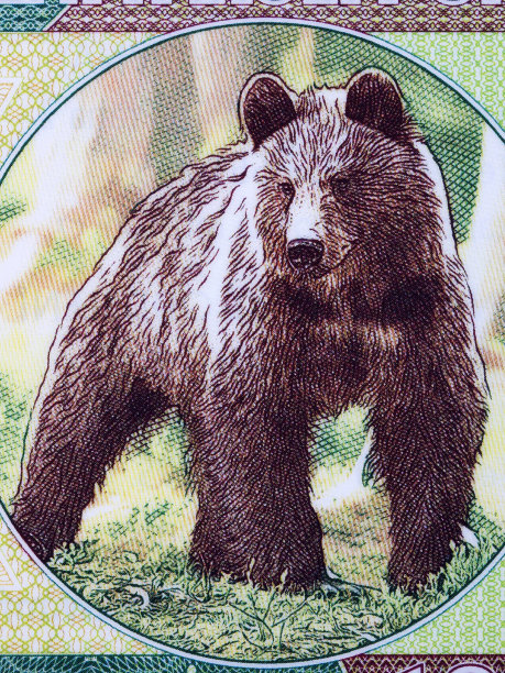 空地上的棕熊图片下载