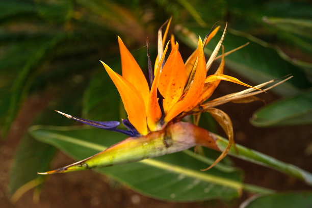 美丽的花雷吉娜图片下载