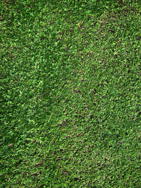 绿草和鲜草在后院长得很好图片下载