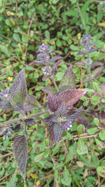 白苏子图片下载