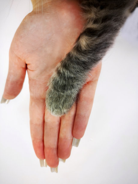 灰色毛茸茸的小猫爪子放在模糊的人手上(年轻女子，手指和指甲很长)。人类和动物之间握手和友谊的图像。爱护、爱护、保护宠物的理念图片下载