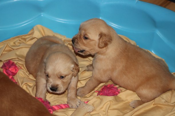 金毛猎犬幼犬图片下载