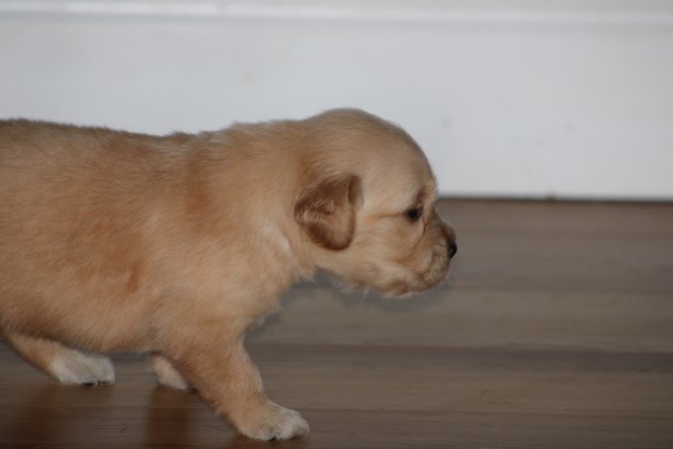 金毛猎犬幼犬图片下载