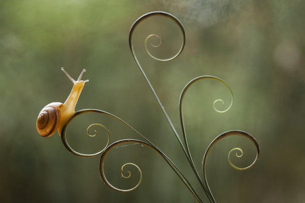 蜗牛在美丽的植物上图片下载