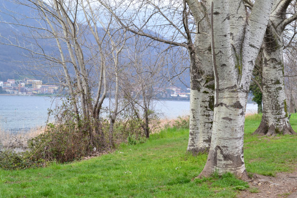 莱科阿达河的河岸春季景观，高大的杨树树干和绿色的草地。图片下载