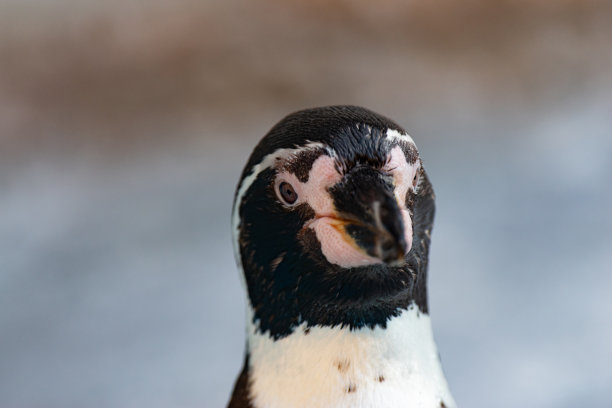 盯着企鹅图片下载