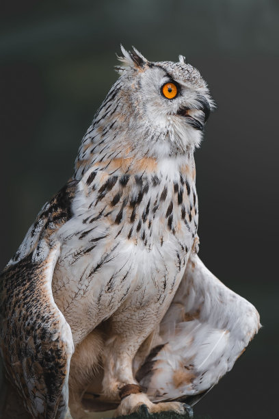 华丽的鹰鸮(Bubo Bubo)栖息在树枝上图片下载