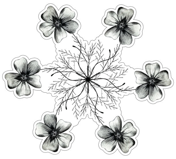 黑白手绘万寿菊圆形构图。图片下载