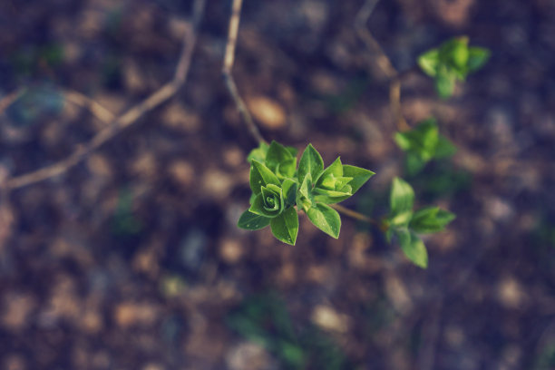 在一个阳光明媚的春日里，一根小树枝上绽开嫩芽的丁香叶子图片下载