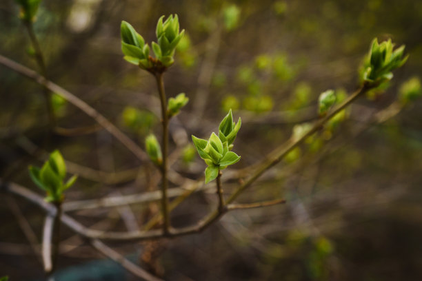 在一个阳光明媚的春日里，一根小树枝上绽开嫩芽的丁香叶子图片下载