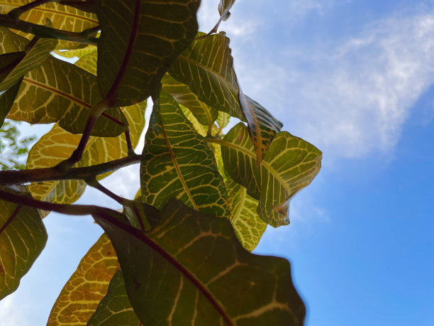 巴豆叶子图片下载