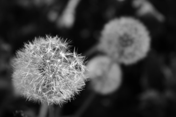 单色图中的蒲公英种子头图片下载