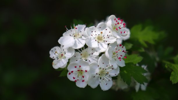 普通山楂(山楂)在微距镜头开花图片下载