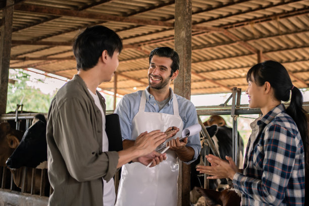 年轻学生们在牲畜棚里与老师一起喂养黑牛和水牛图片下载