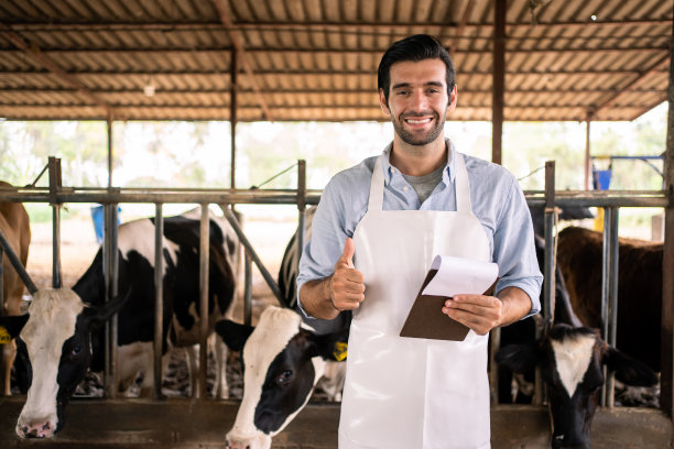 农民手捧颗粒状干燥饲料喂牛图片下载