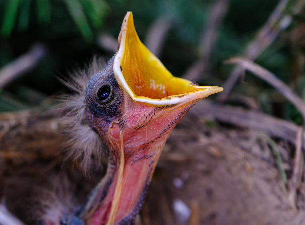 我饿了!图片下载