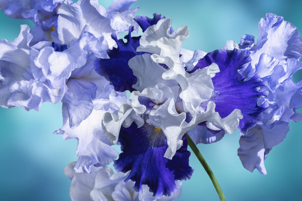 鸢尾花图案。抽象照片图片孤立的水蓝色模糊散景背景。图片下载