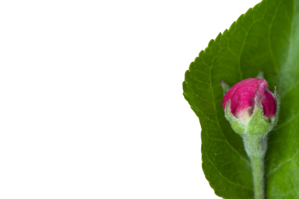 在图片的右侧，一个红色的花蕾躺在一片绿叶上。图片下载