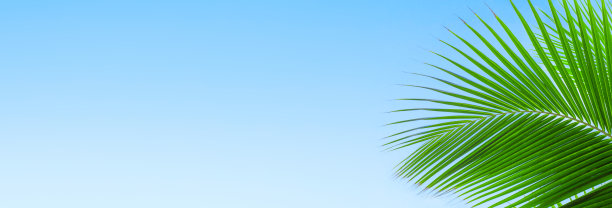 棕榈树树叶蓝天背景框架，绿色棕榈枝角边框，热带海岛海边沙滩横幅，暑假模板，度假设计，旅游图案，旅游背景，文案空间图片下载