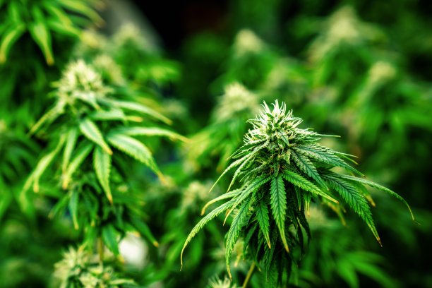 特写大麻植物与令人满意的完全成熟的芽准备收获。图片下载