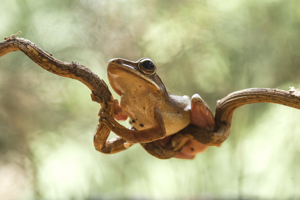 树蛙图片下载
