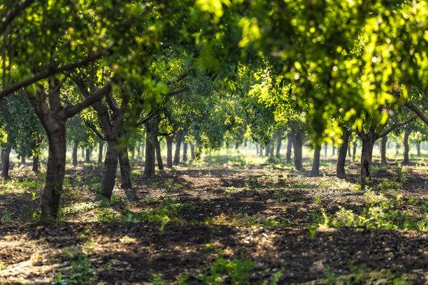 美丽的杏树园，杏树成行，果园里结满绿色杏子，位于以色列北部加利利图片下载