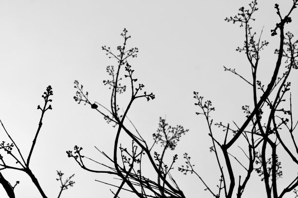 黑白相间的树枝，有曲线和嫩芽图片下载